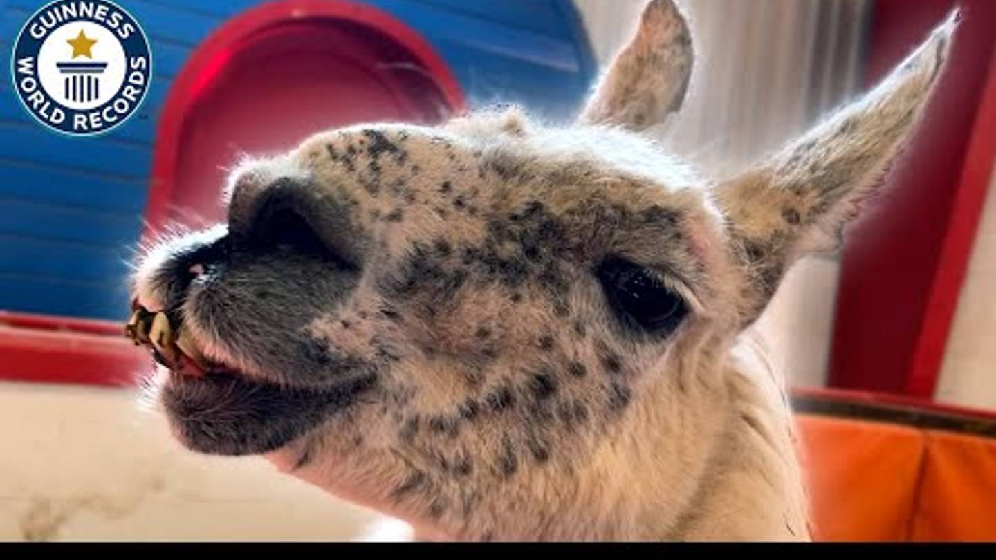 27-Year-Old Therapy Llama Is Officially the Oldest of His Species