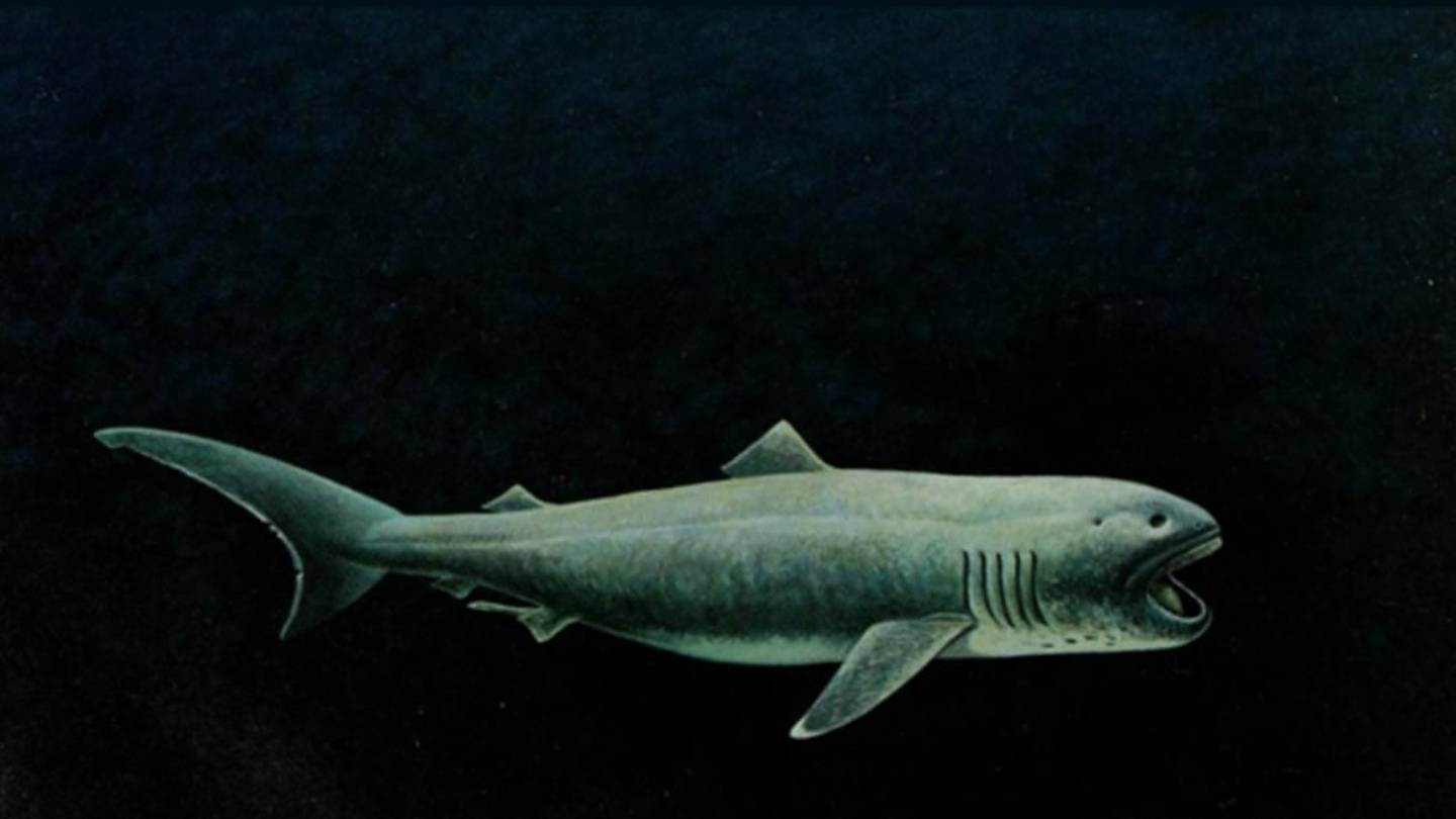 11 Facts About the Megamouth Shark