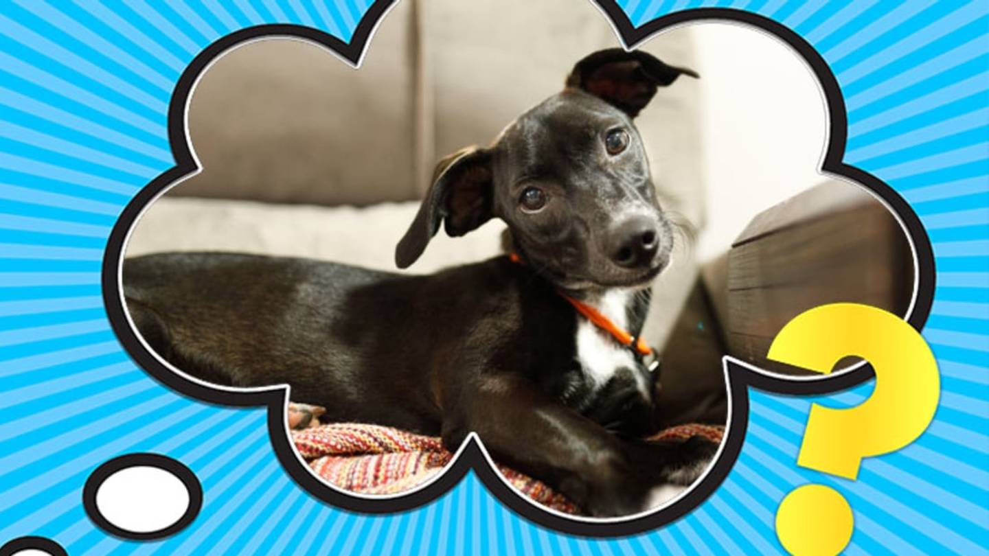 What Makes Dogs Tilt Their Heads?