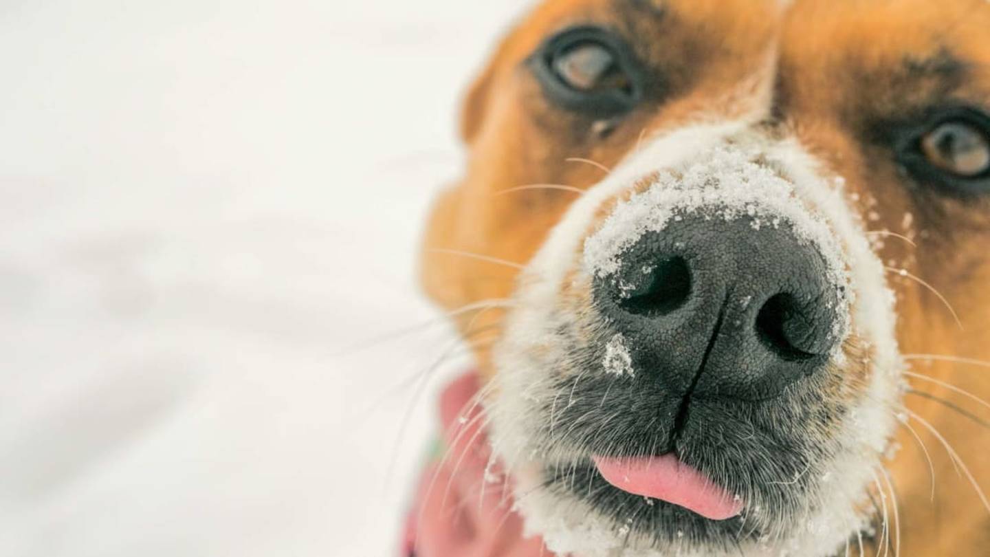 Why Do Dogs Have Whiskers?