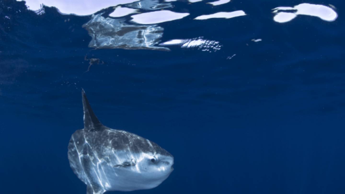 14 Fascinating Facts About Ocean Sunfish