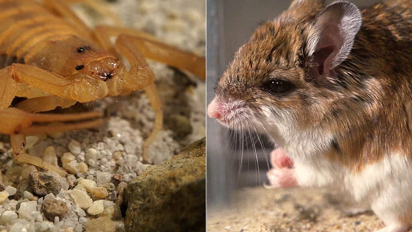 Scorpion vs. Mouse (Spoiler: Mouse Wins!)