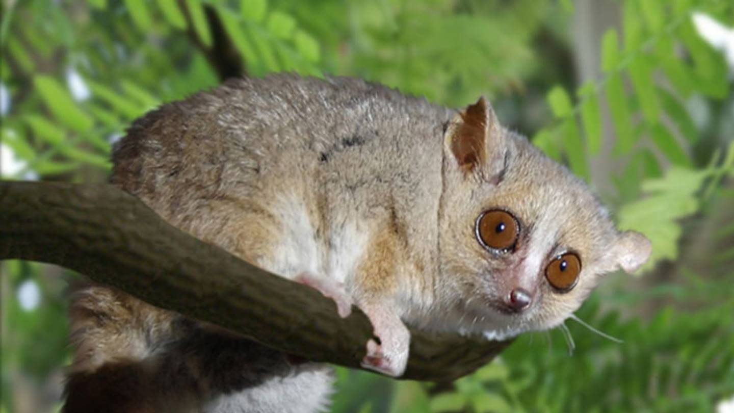 Tiny Mouse Lemurs Can Pull 10 Times Their Body Weight