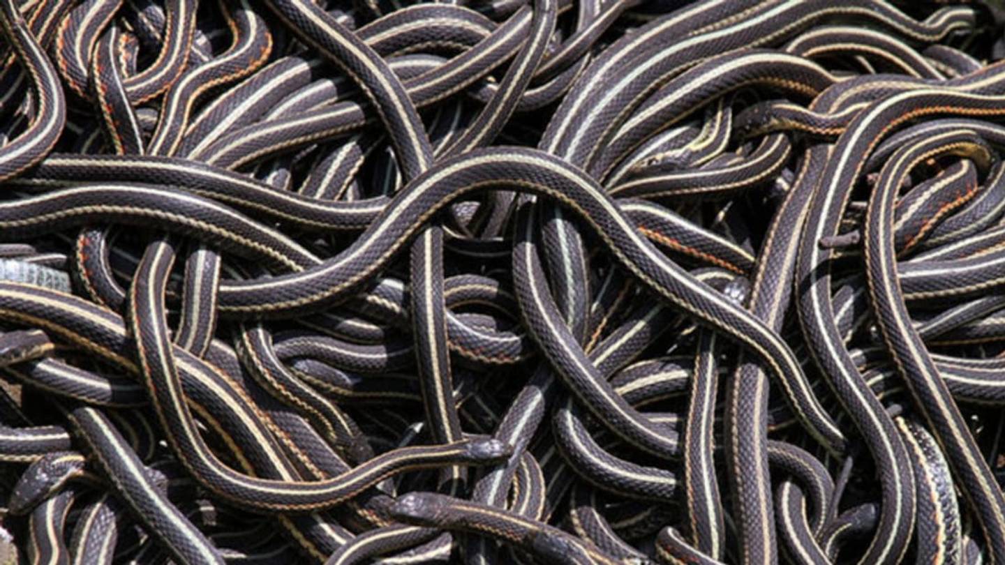 See the World's Largest Congregation of Snakes at This Spot in Manitoba