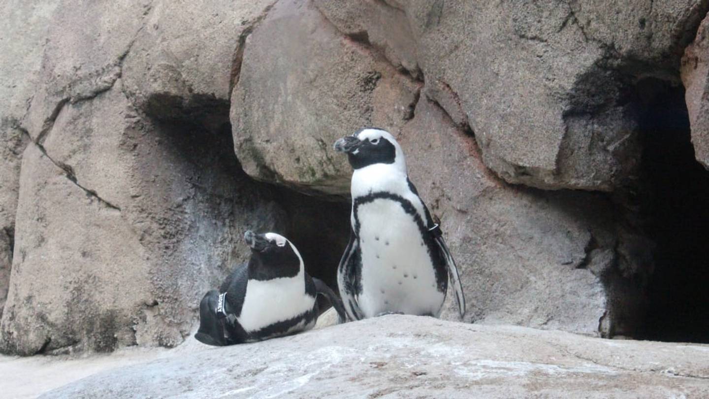 Watch This Live Stream to See Two Rare Penguin Chicks Hatch From Their Eggs