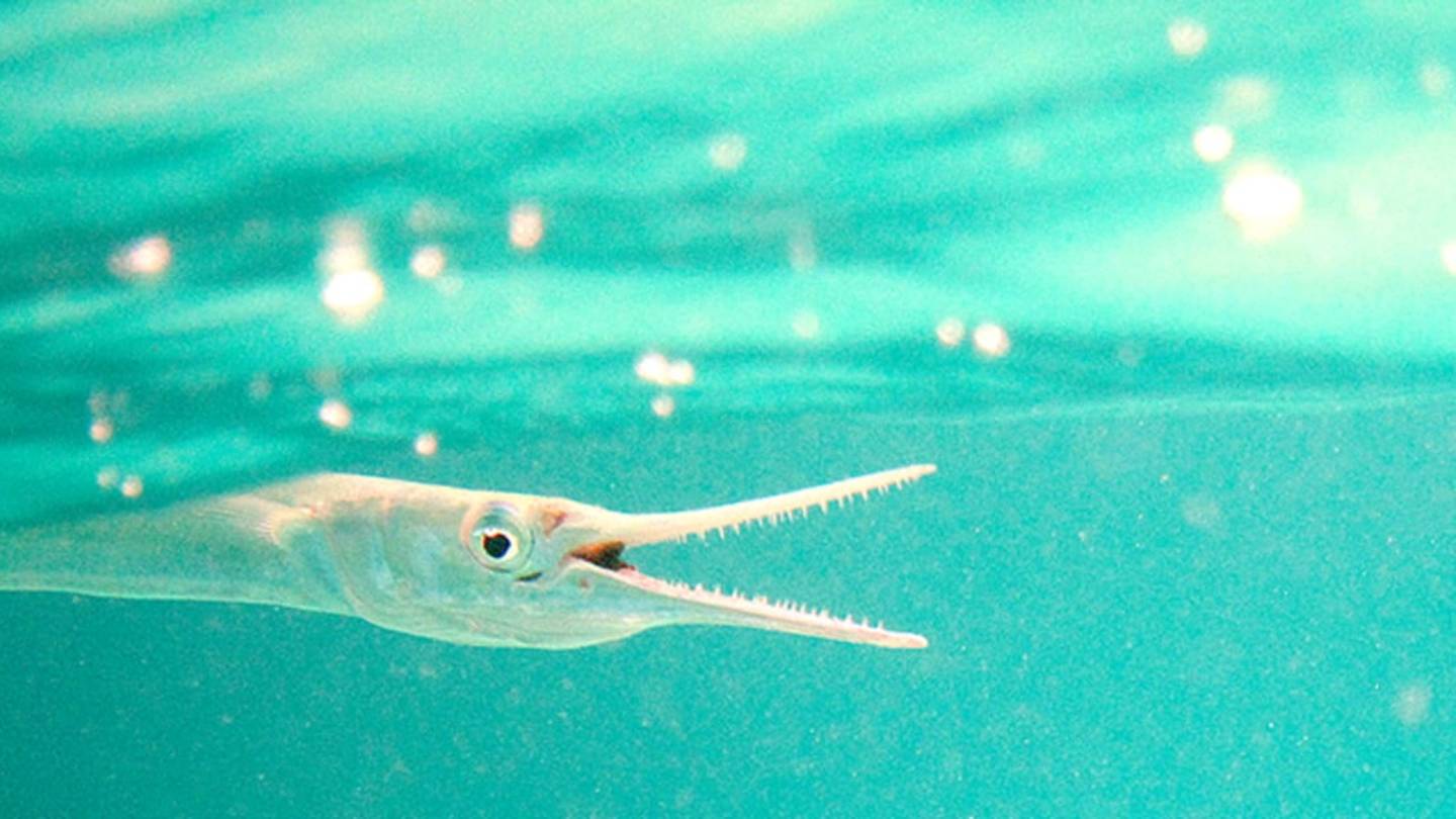 In a First for Fish, Needlefish Attack Prey from the Air