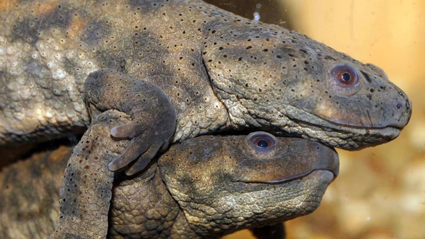 10 Neat Facts About Newts