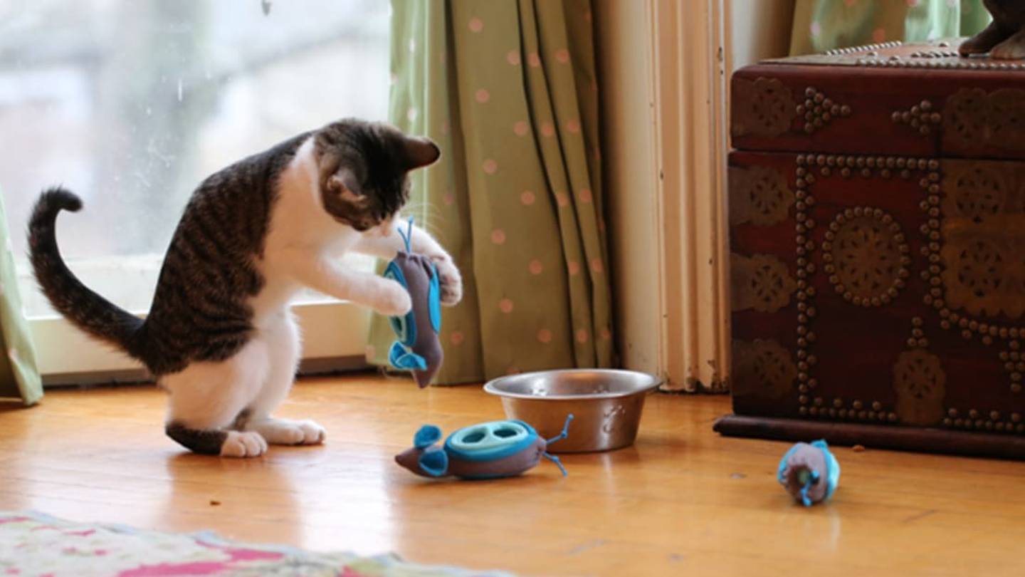 This Clever Feeding System Lets Indoor Cats 'Hunt' for Their Food