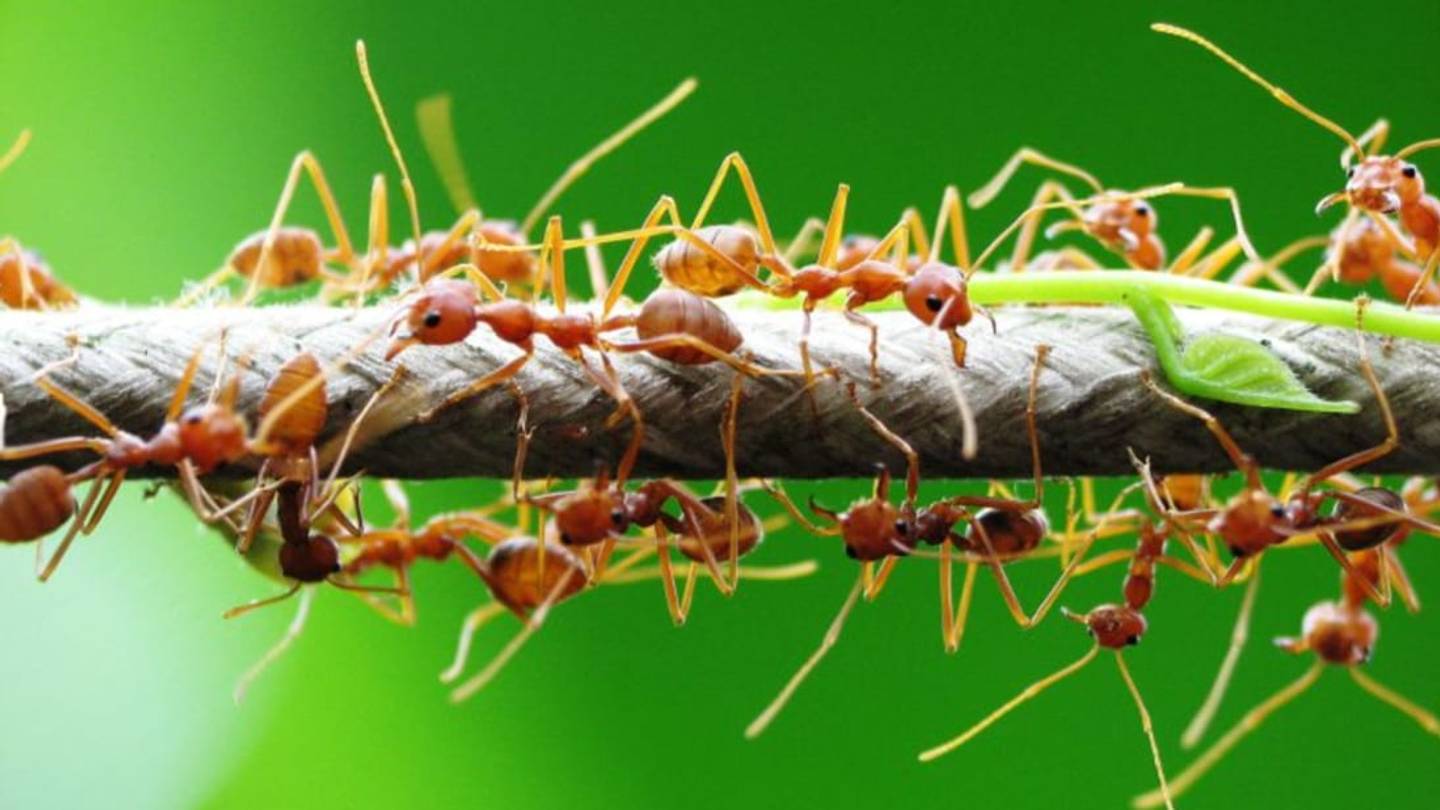 These Spiders Use Unlikely Bodyguards