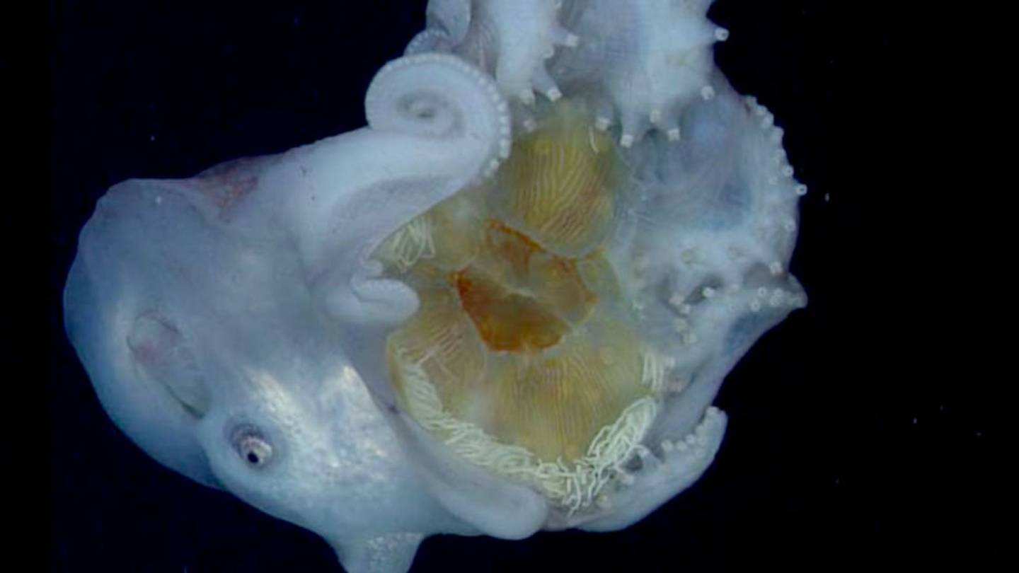 Giant Seven-Arm Octopus Might Use Jellyfish as a (Tasty) Weapon