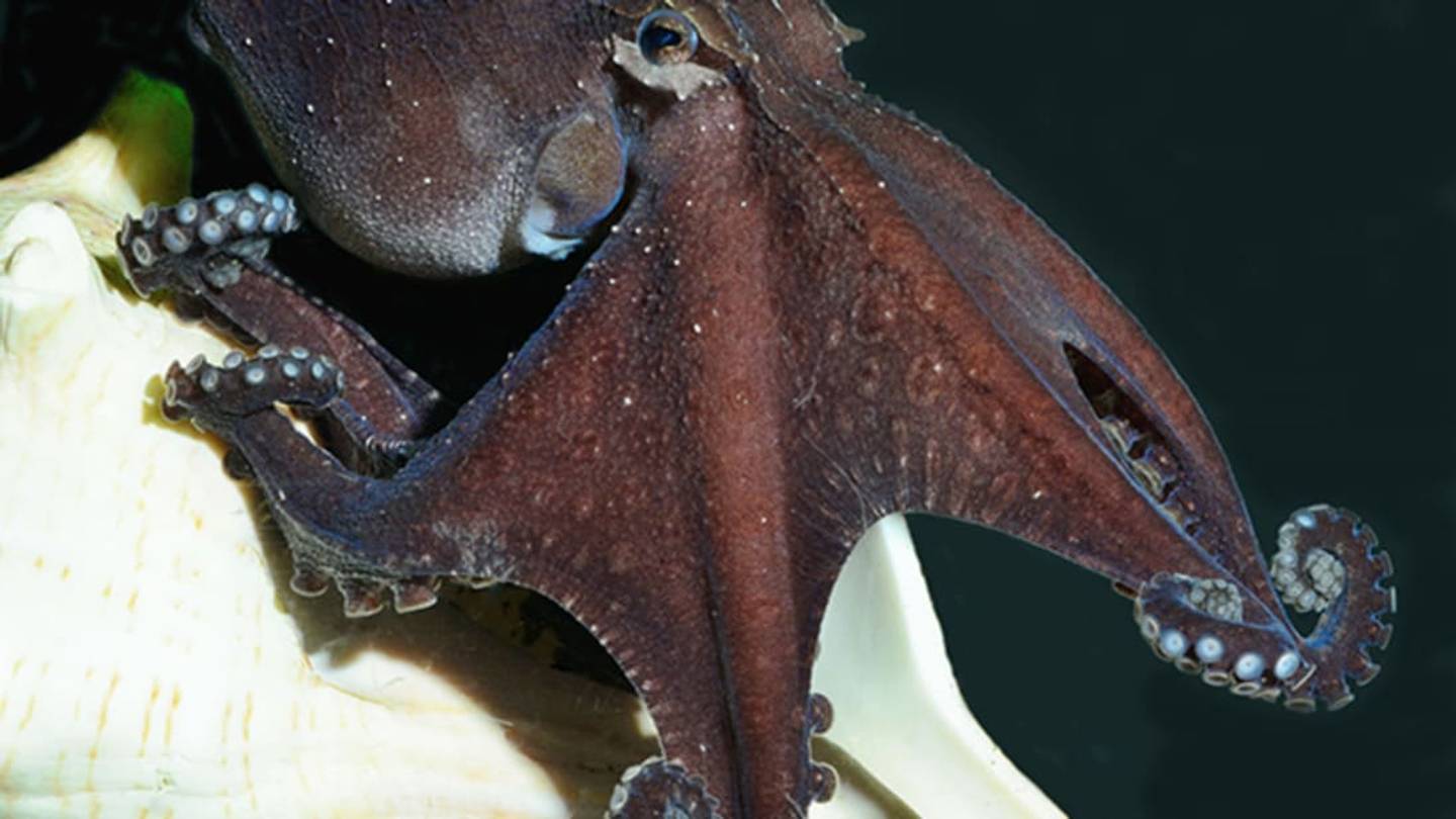 Larger Pacific Striped Octopus Acts Very Social in the Lab