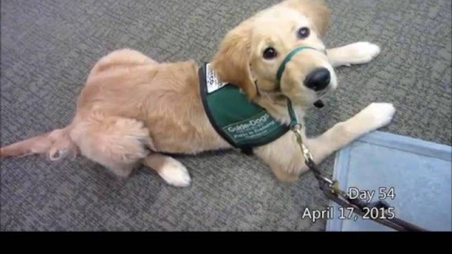 Watch an Adorable Puppy Go Through Guide Dog Training