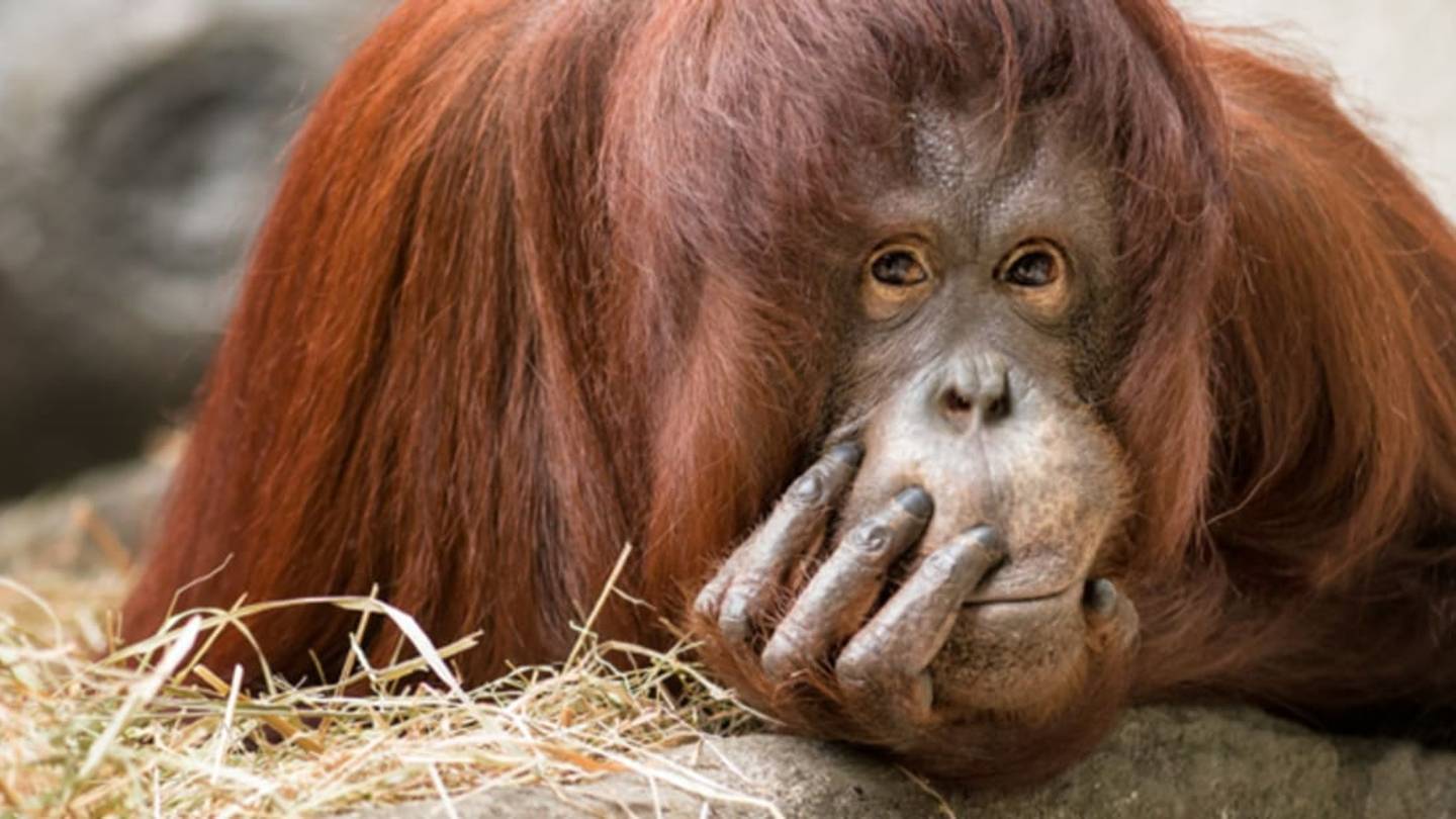Orangutans May One Day Play Video Games With Zoo Guests