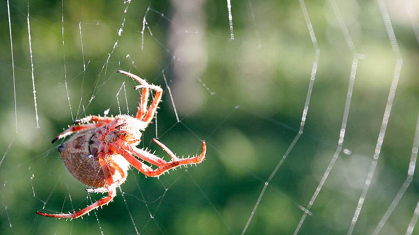 The Strength of Spider Web Glue Is Affected by UV Light