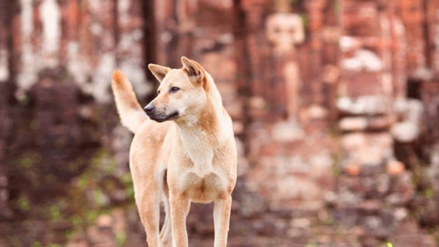 New Study Places the Origin of Dogs in Southeast Asia