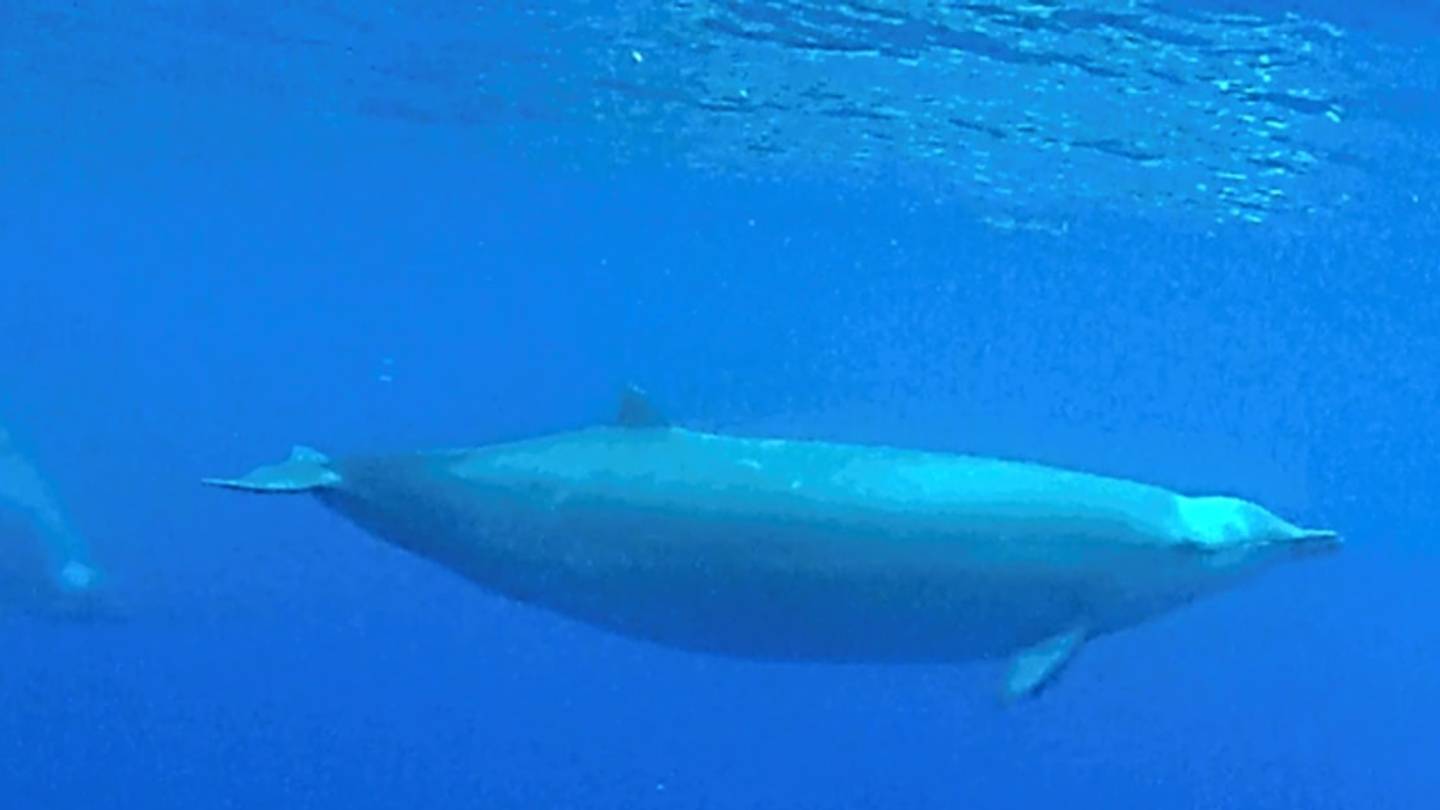 Scientists Capture First Underwater Footage of Rare Beaked Whales