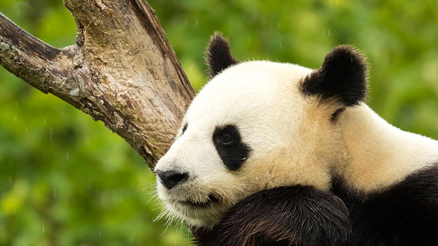 Giant Pandas Are No Longer Considered Endangered