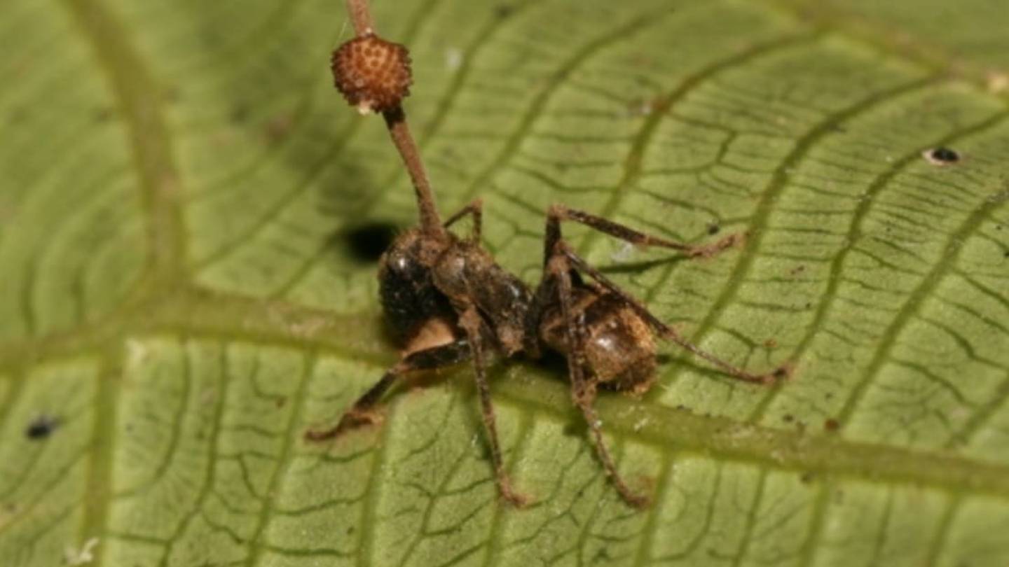 5 Parasites That Plague Other Parasites