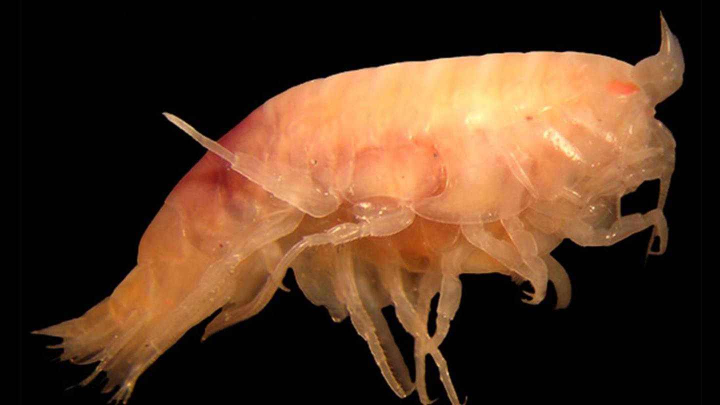 Watch 'Sea Lice' Devour an Entire Pig in Just Days