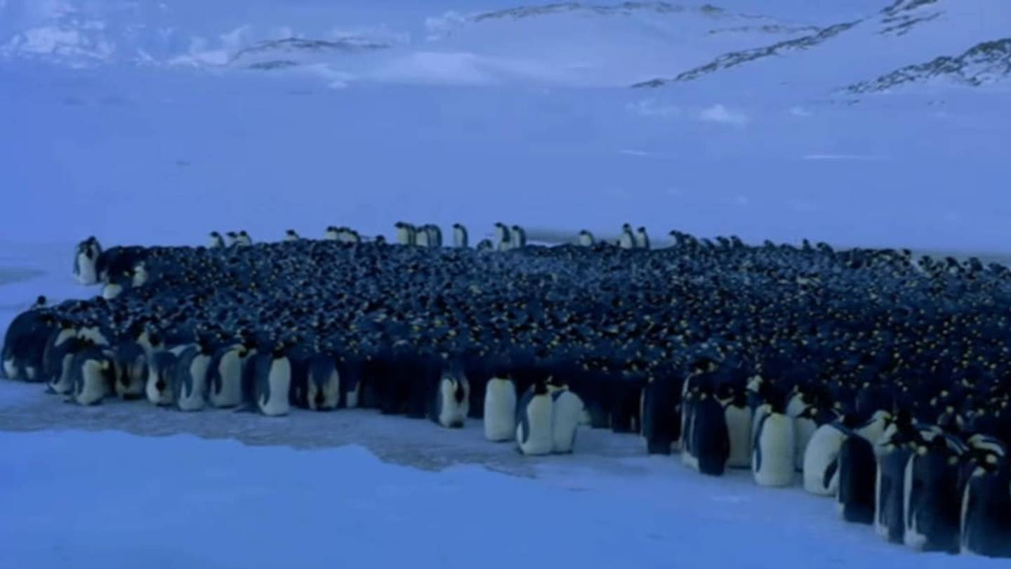 It Takes One Penguin to Break Up a Huddle