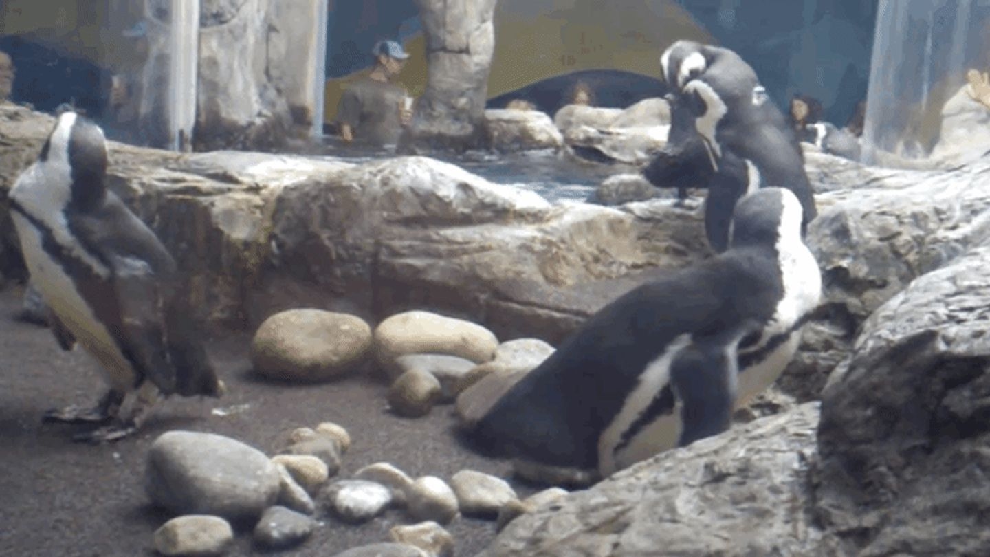 Some Penguins Are Projectile Poopers