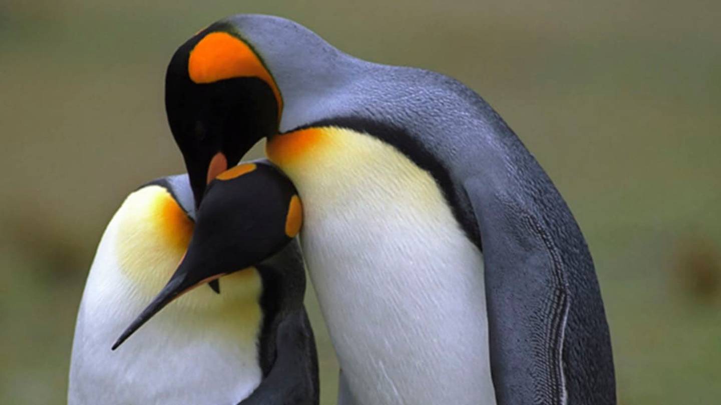 What Do Penguins Find Sexy? Beaks