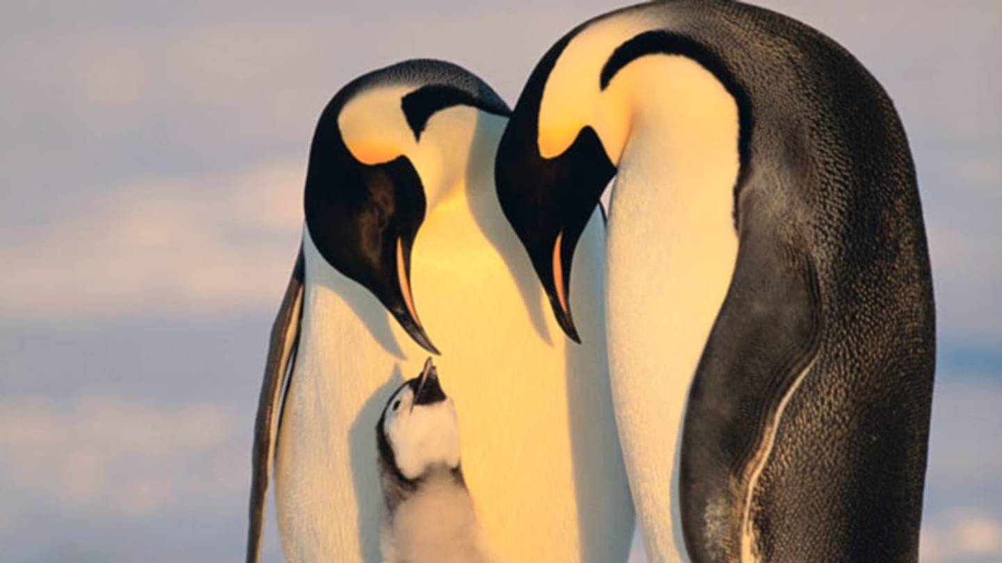 9 Bizarre Bird Mating Rituals