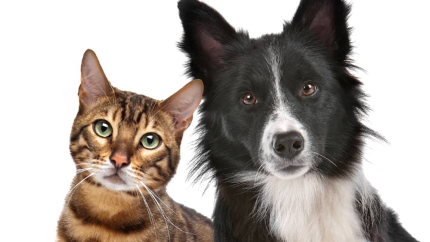 'Pet Pantries' Are Helping Owners Keep Their Beloved Animals