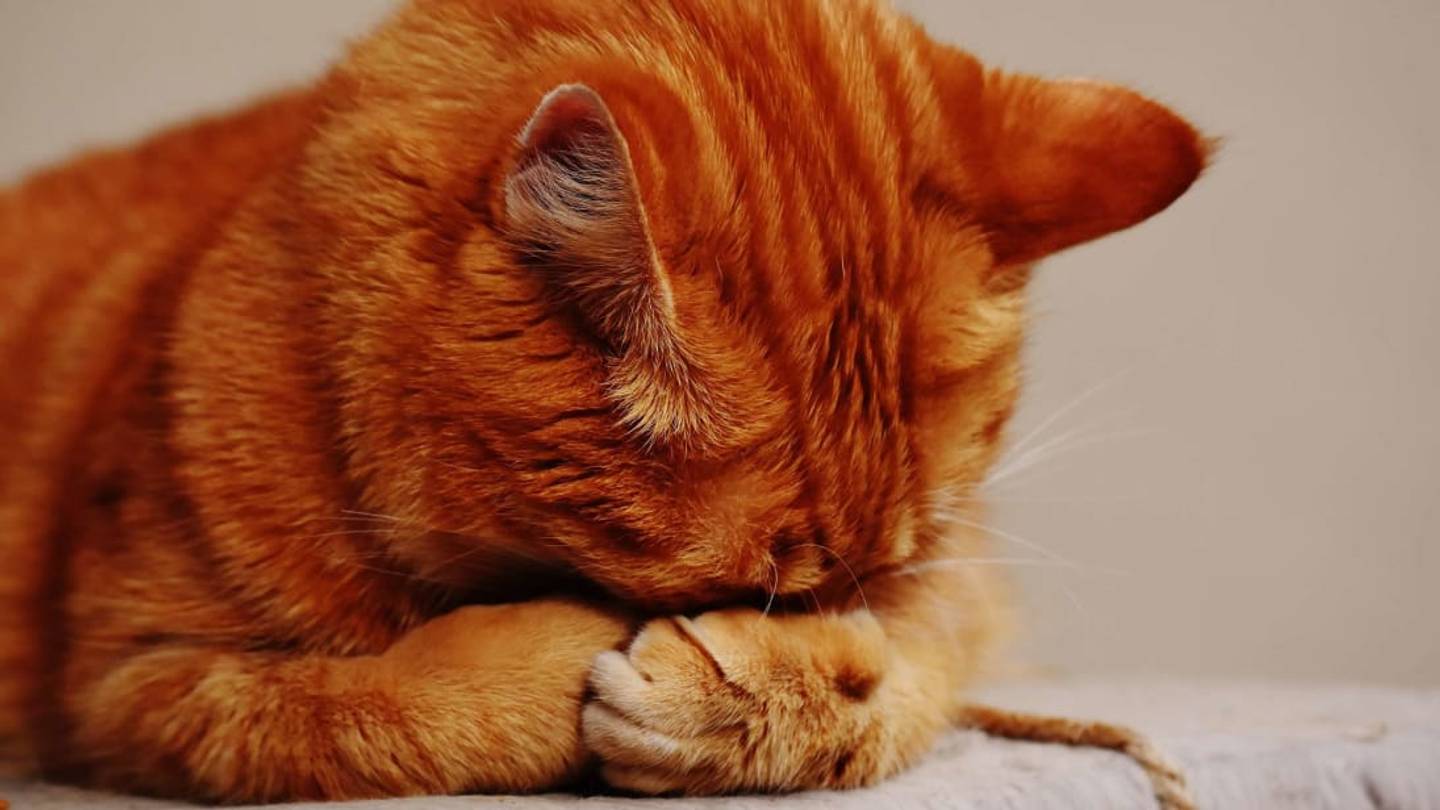 Why Do Cats Throw Up So Often?