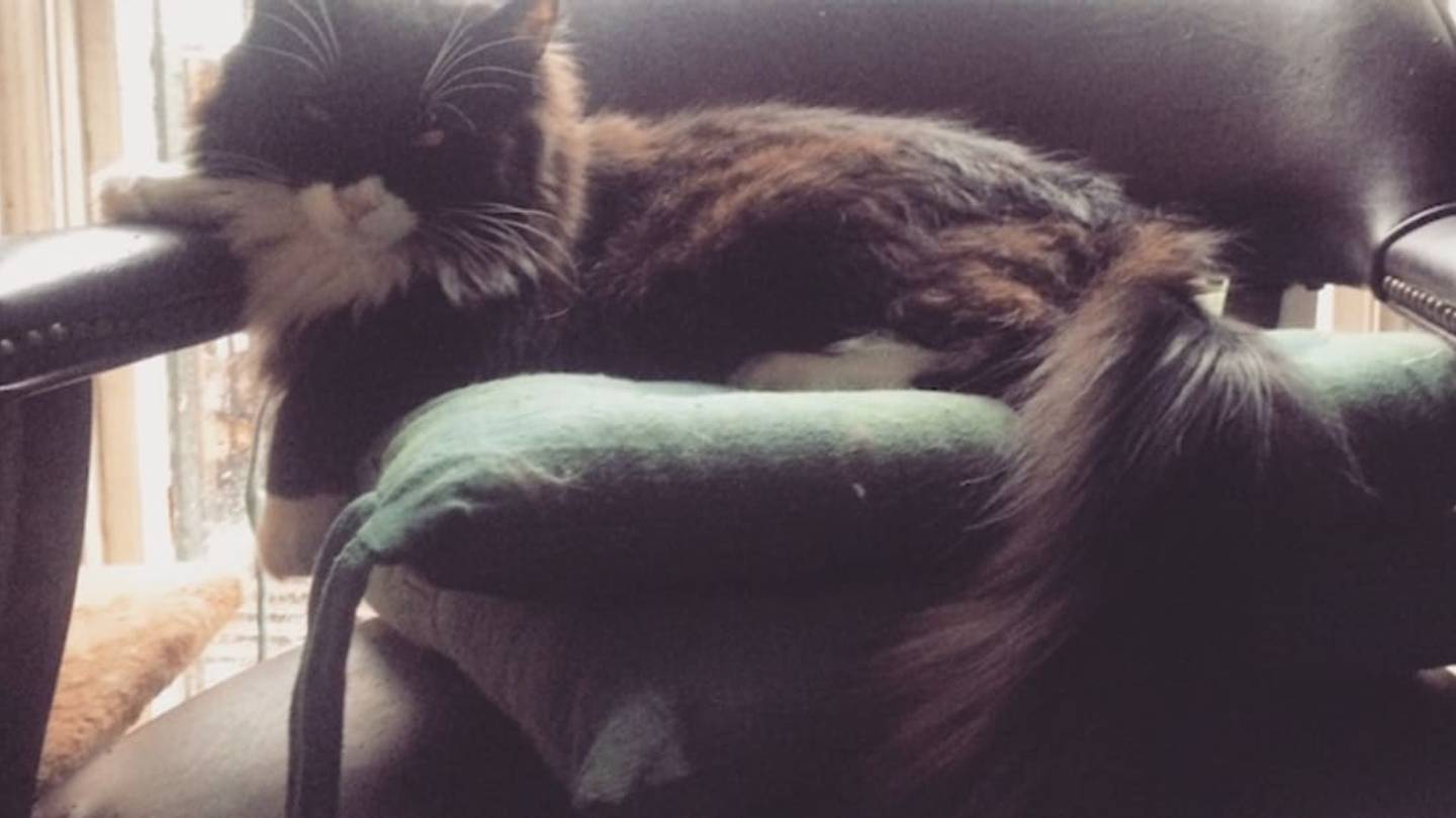 Translating What Your Cat is Trying to Tell You