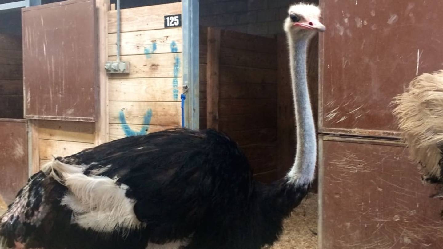 Did Ostriches and Emus Ever Fly?
