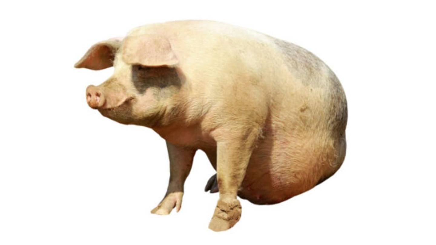 Meet Khanzir, the Only Pig in Afghanistan
