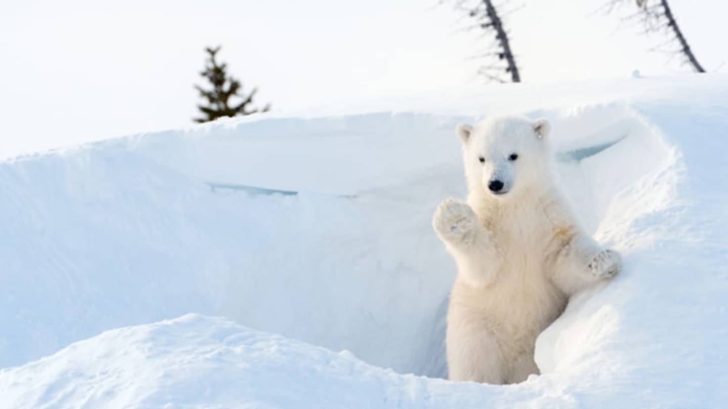 Polar Bears in Canada Are Pooping Glitter