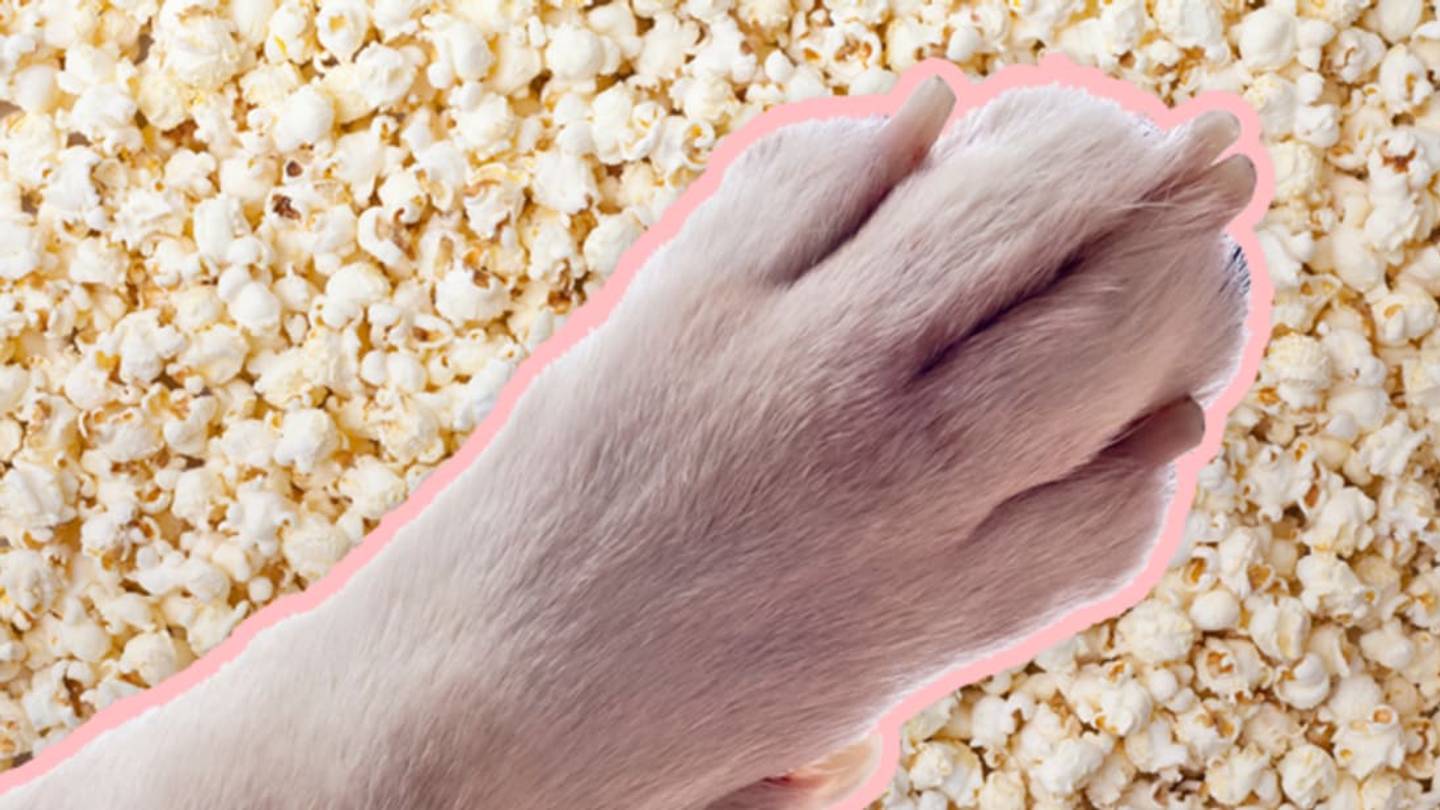 Why Do Your Dog's Feet Smell Like Popcorn?