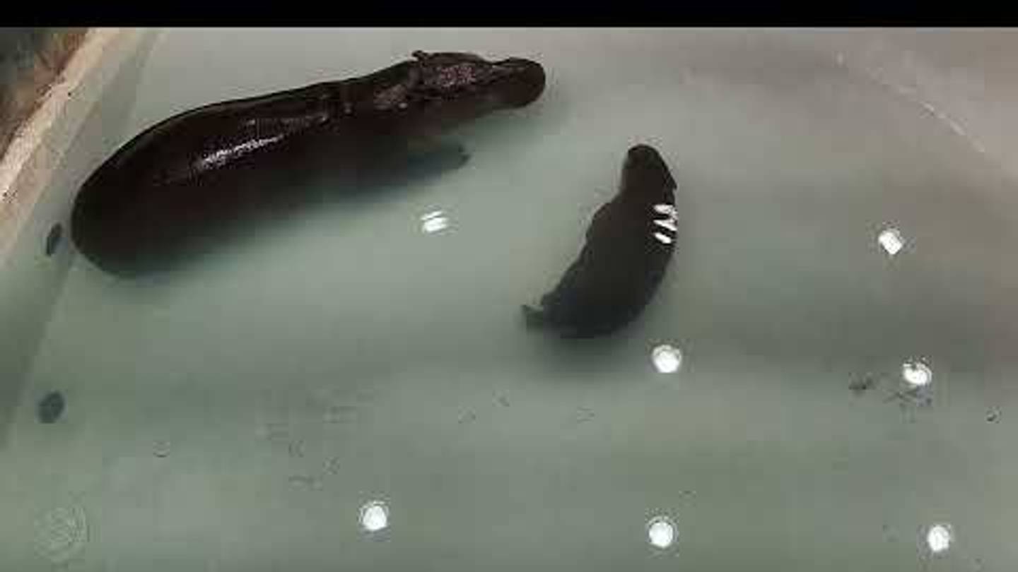 Move Over, Moo Deng: Virginia Zoo Launches Live Stream of Poppy, Its New Baby Pygmy Hippo