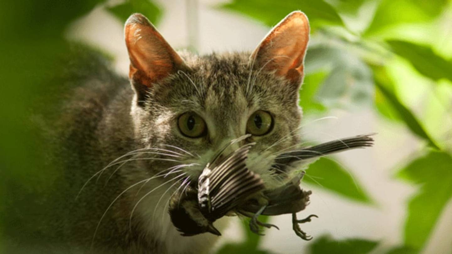 Feral Cats Are Key Contributors to the Sixth Mass Extinction