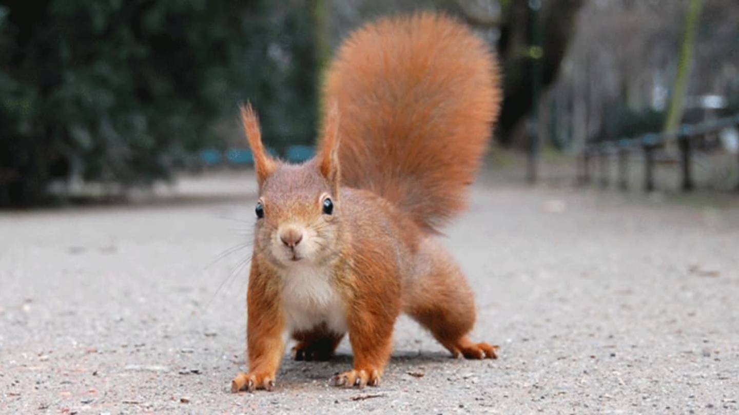 Red Squirrels in England Found With Medieval Strain of Leprosy
