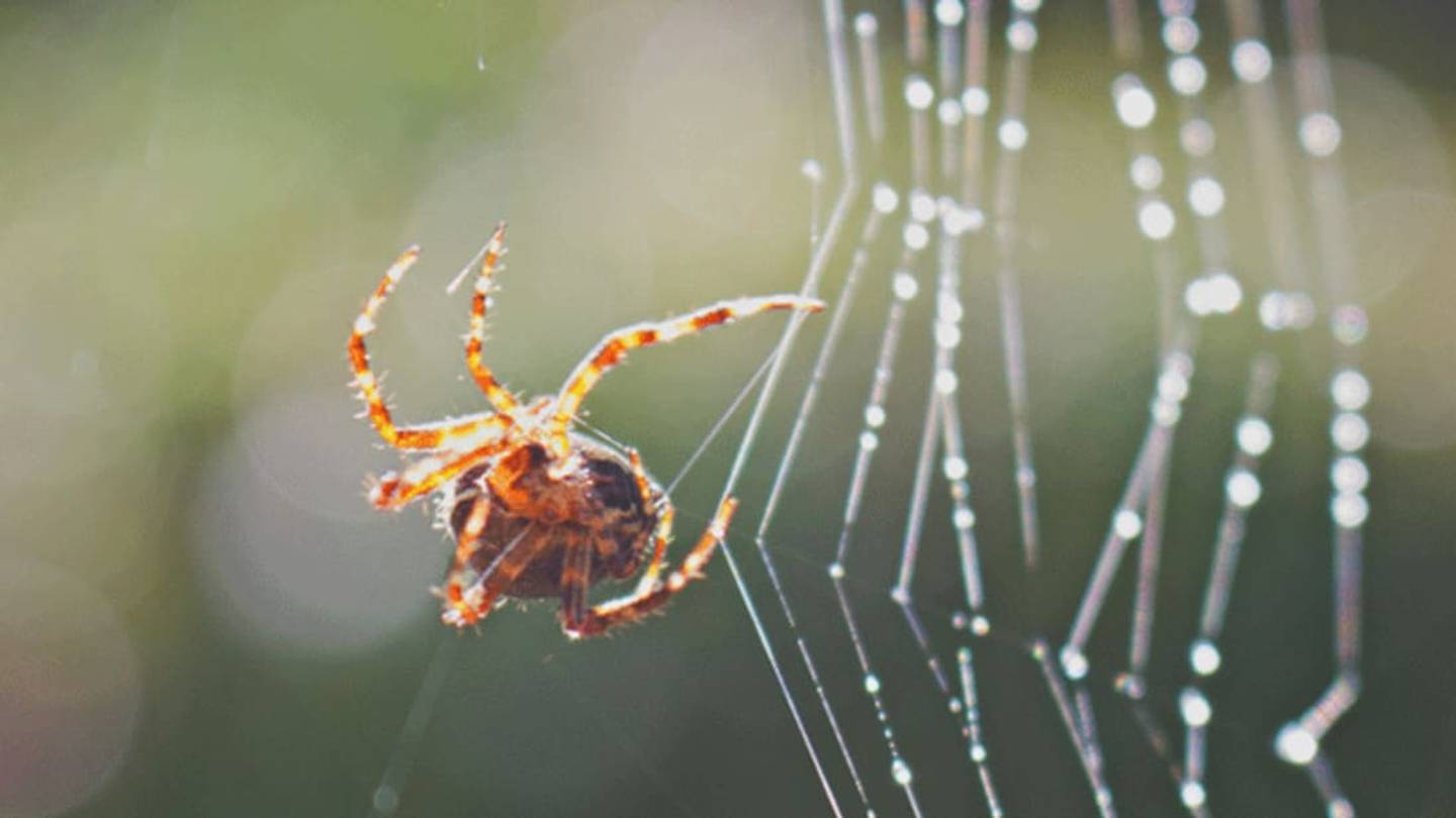 Spiders Tune the Strings of Their Webs