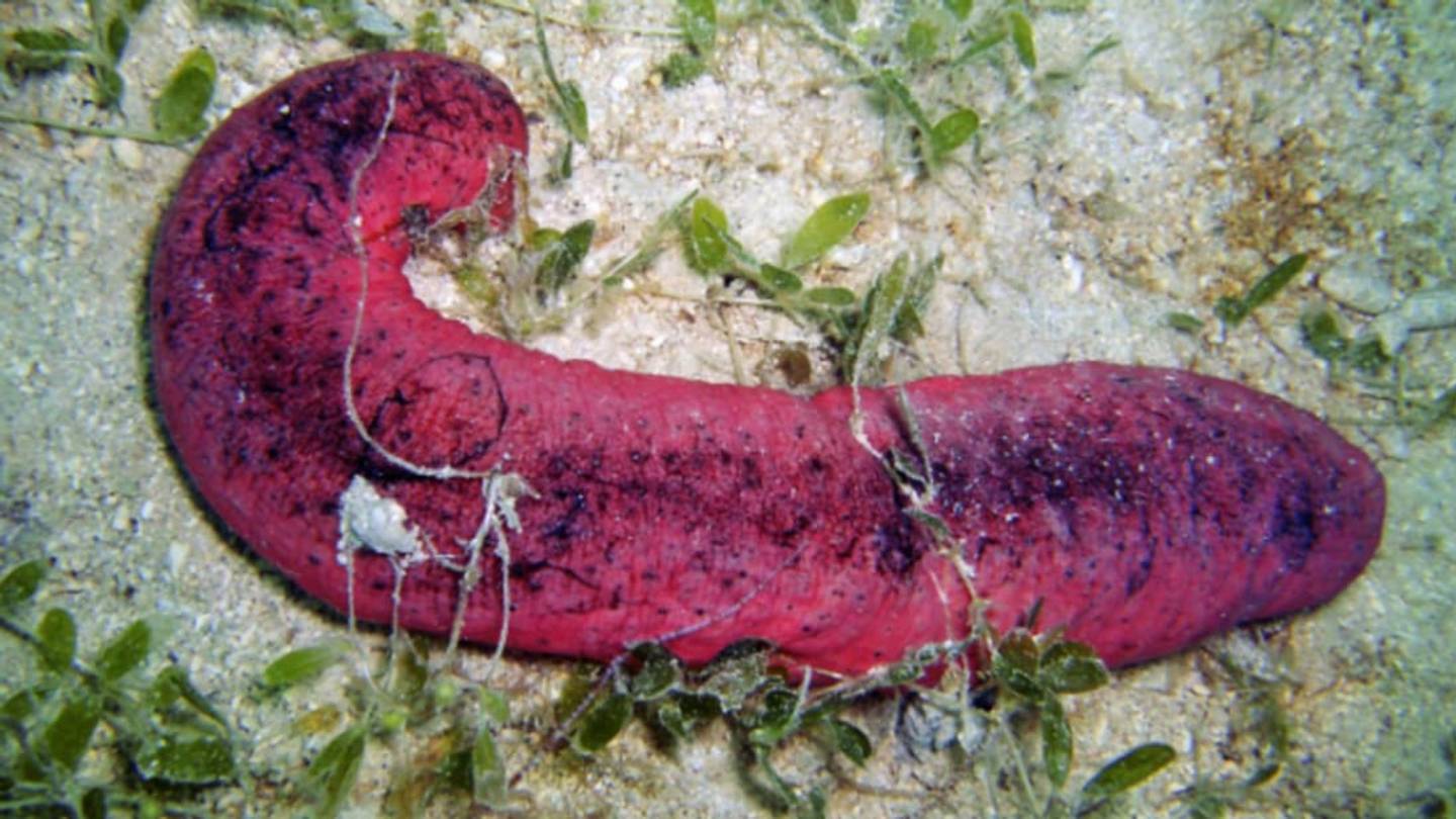 Why We Need to Save the Burnt Hot Dog Sea Cucumber