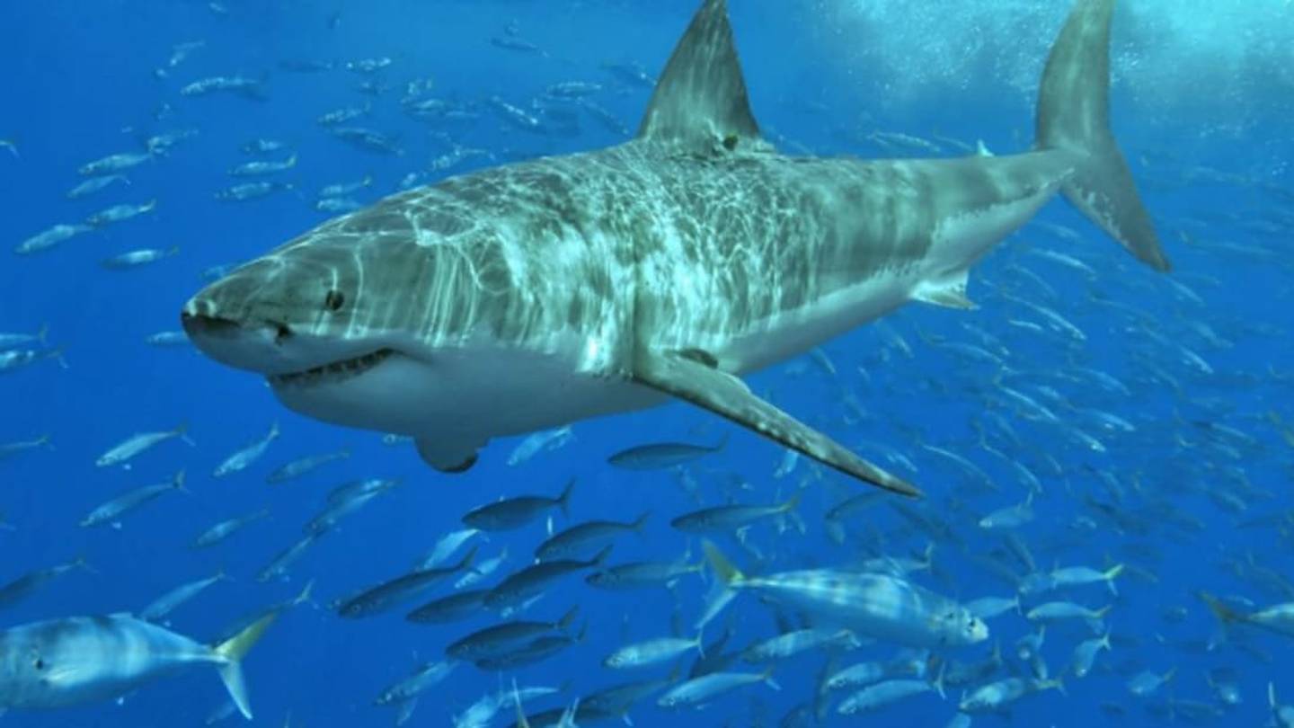 Mary Lee the Shark Has Her Own Popular Twitter Account