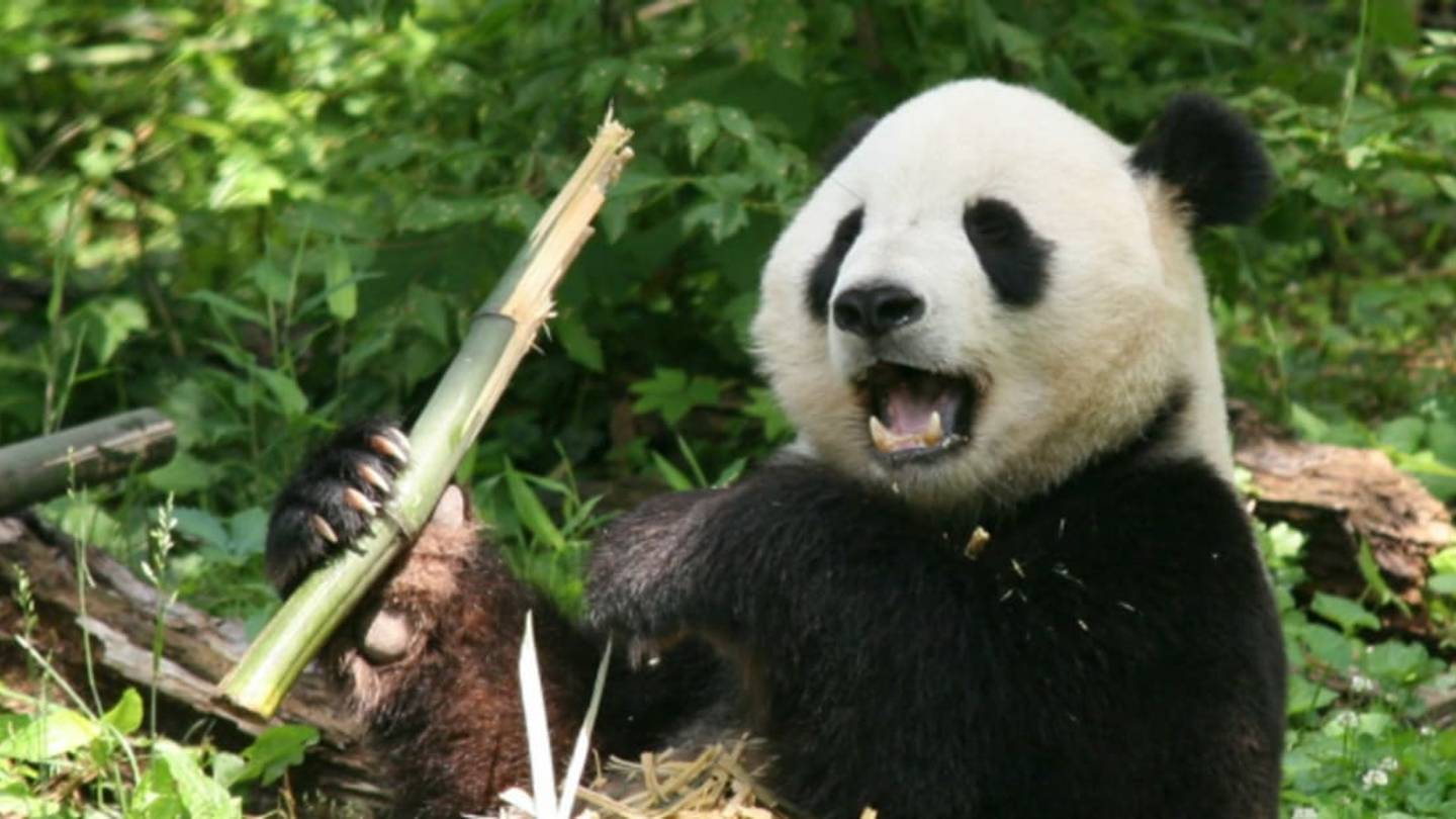 Human-Made Noise May Interfere with Panda Sex