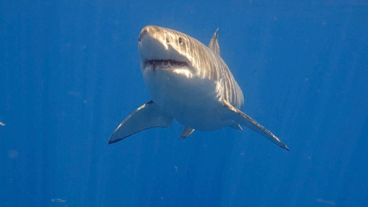 New App Lets Beachgoers Keep Tabs on Shark Sightings
