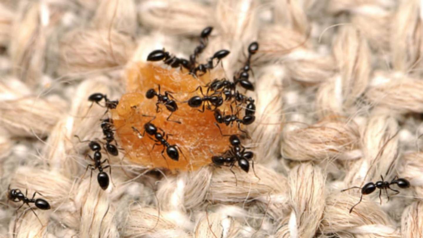 The Average American Home Has About 100 Different Bug Species