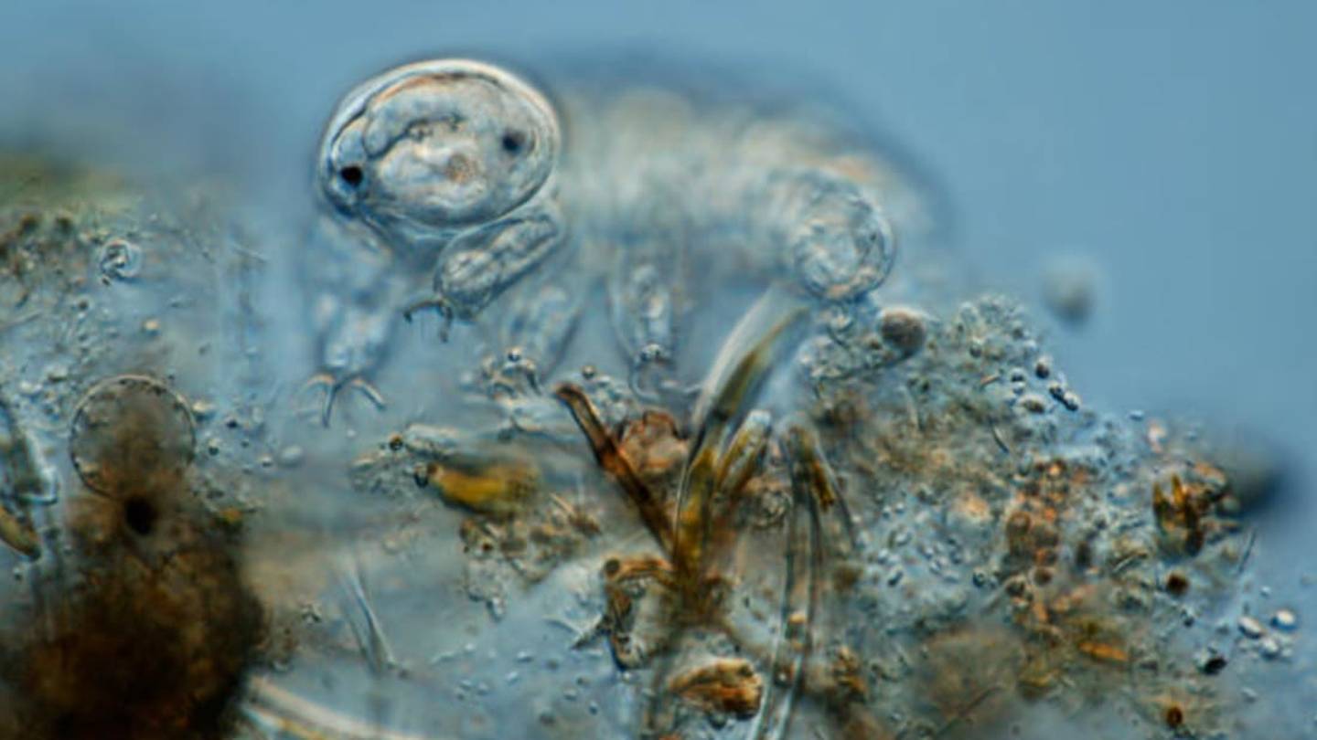 Tardigrades Produce Glass Shields to Survive Extreme Conditions
