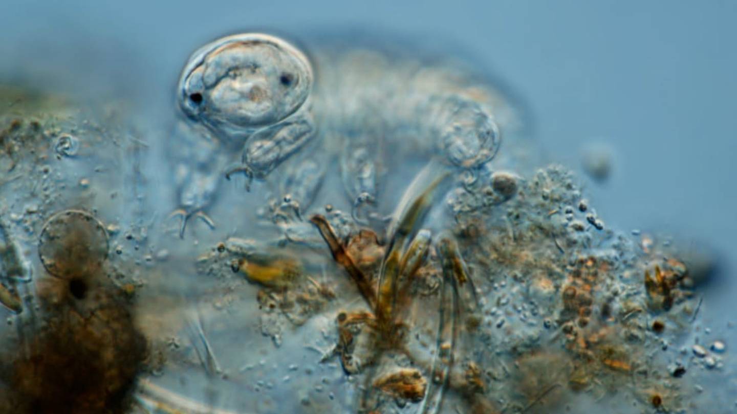 Tardigrade Genome Not as Weird as We Thought, Study Says