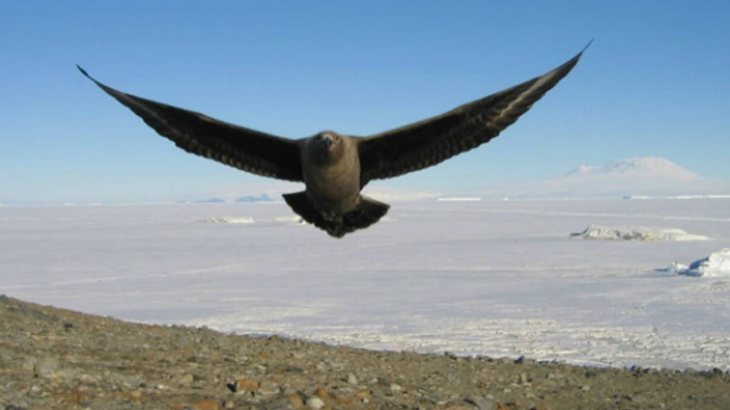 Antarctic Birds Recognize and Attack Humans They Donât Like