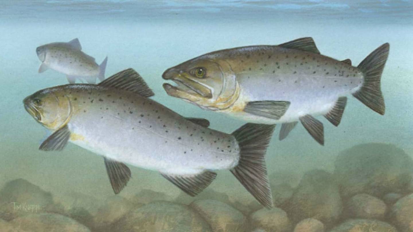 Scientists Say Light Colors Make Salmon More Belligerent