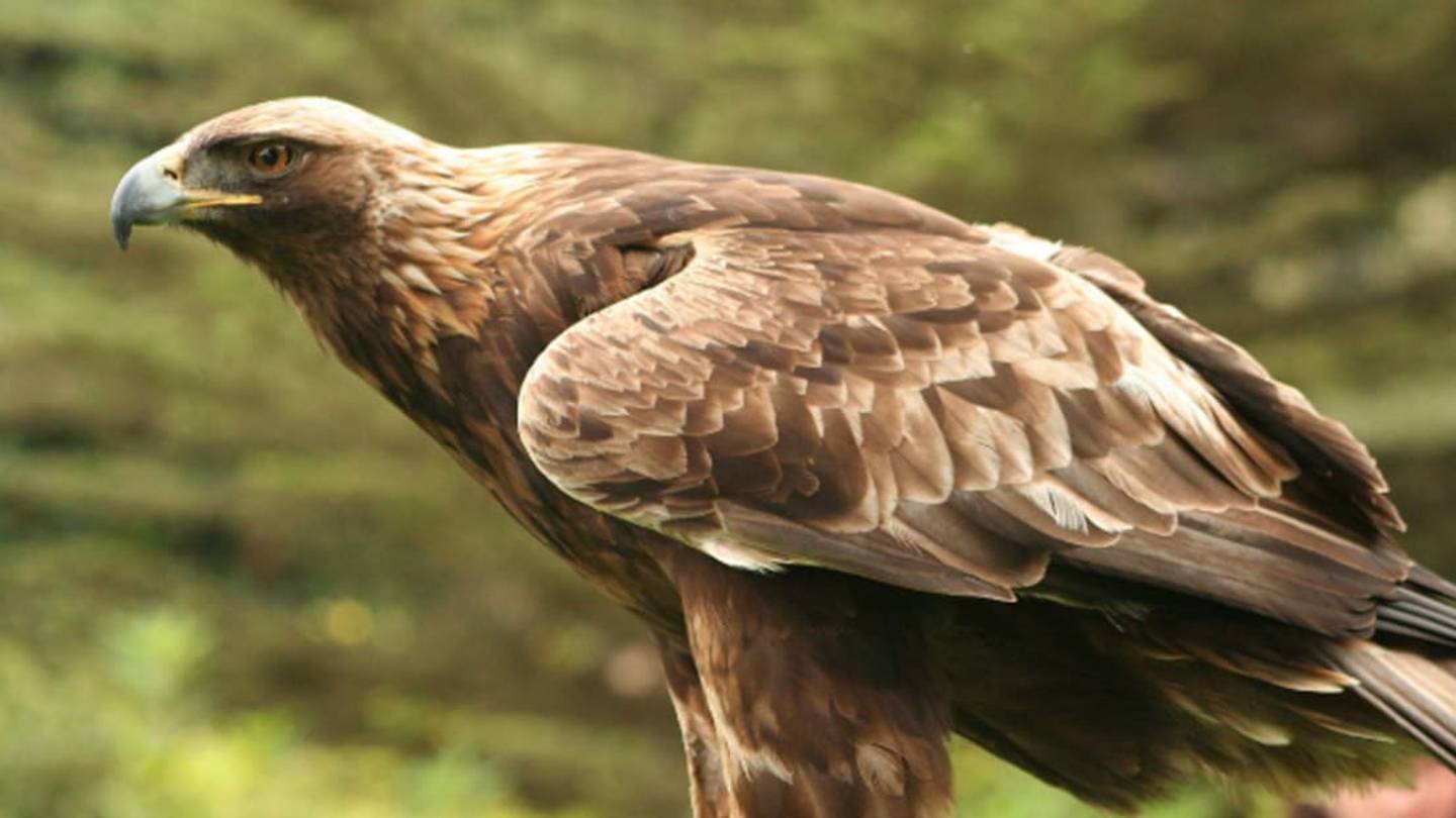 Norwegian Eagles Are Taking Out Full-Grown Reindeer