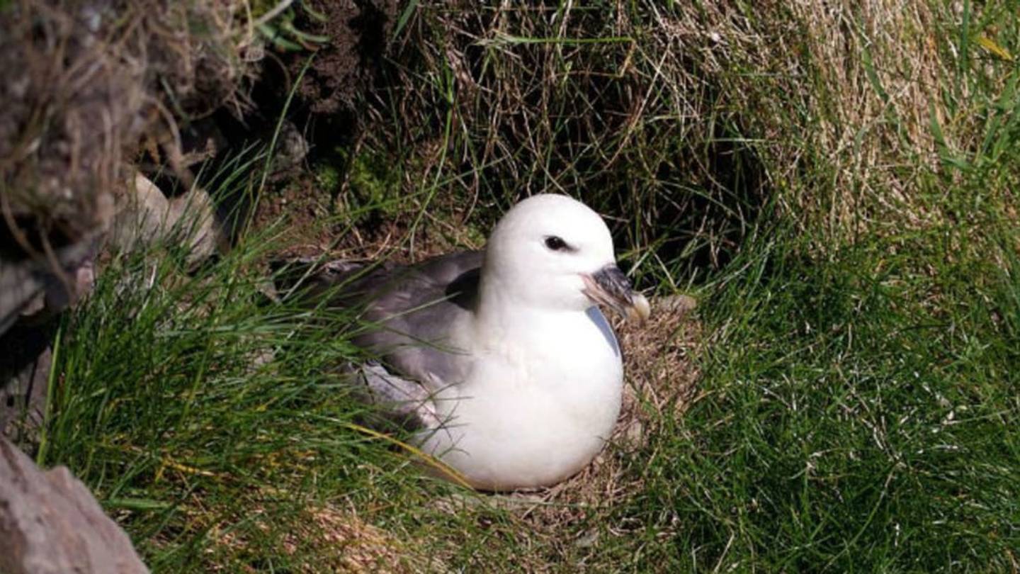 Seabird Poop Carries Ocean Pollution Ashore