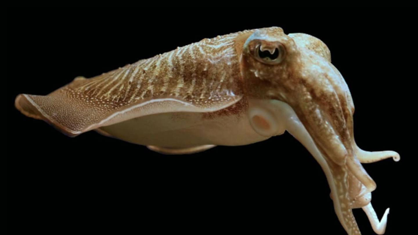 Clever Cuttlefish Muffle Electrical Signals to Hide from Sharks